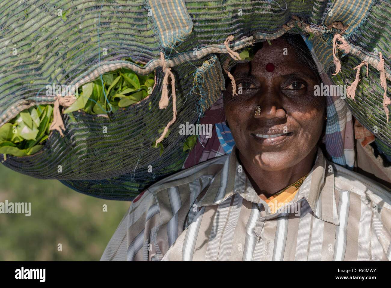 Ritratto di una femmina di tè plucker, portando una grande borsa piena di foglie di tè sulla sua testa Foto Stock