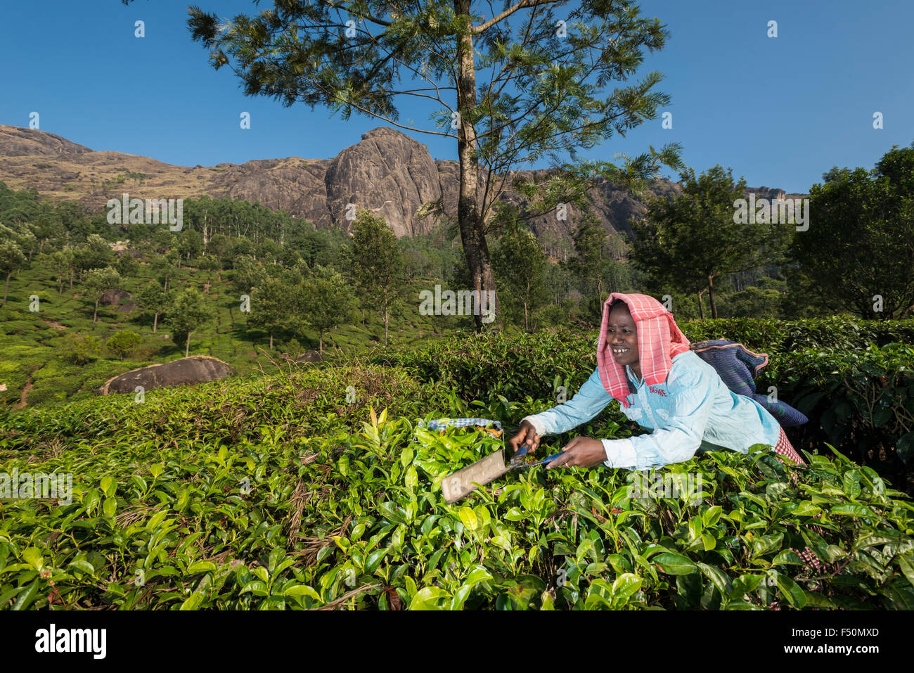 Una femmina di tè plucker è spiumatura di foglie di tè da forbice, situati intorno a 1600 m sopra il livello del mare nella i Ghati occidentali Foto Stock