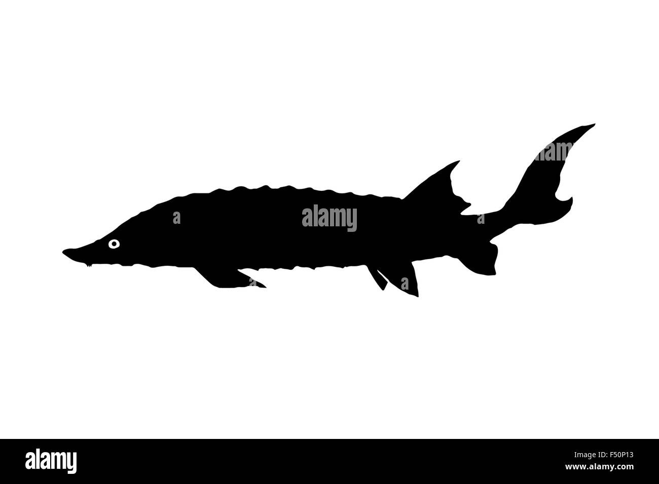 Silhouette di pesci di acqua dolce Sterlet, che vive in laghi e grandi fiumi dell'Europa Orientale e in Asia. Dalle sue uova per il famoso Foto Stock