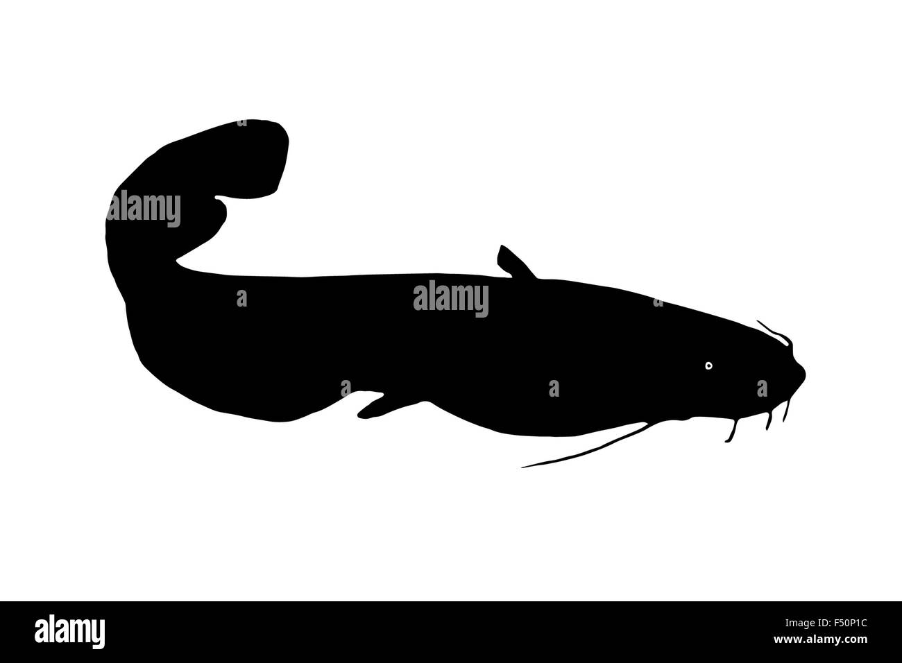 La silhouette di pesci predatori Lupo di mare, pesce che vive nelle profondità dei laghi e dei fiumi. Foto Stock