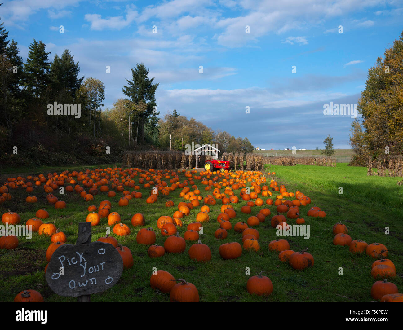 Zucche campo a Seiffert aziende agricole Comox mercato Columbia Britannica Isola di Vancouver in Canada Foto Stock