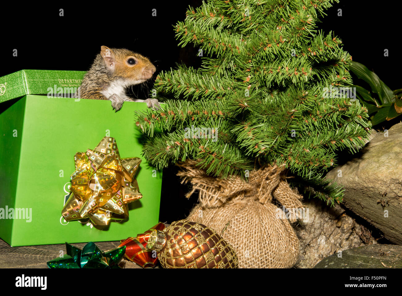 Scoiattolo natale che spuntavano di una confezione regalo Foto Stock