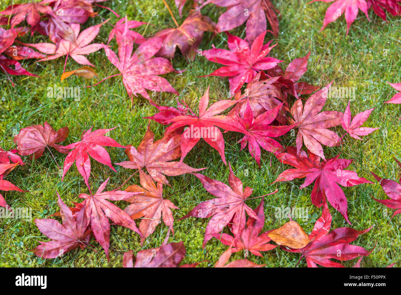 Caduto acero rosso (Acer) di foglie di erba rugiadosa in autunno, sud-est  dell'Inghilterra, Regno Unito Foto stock - Alamy