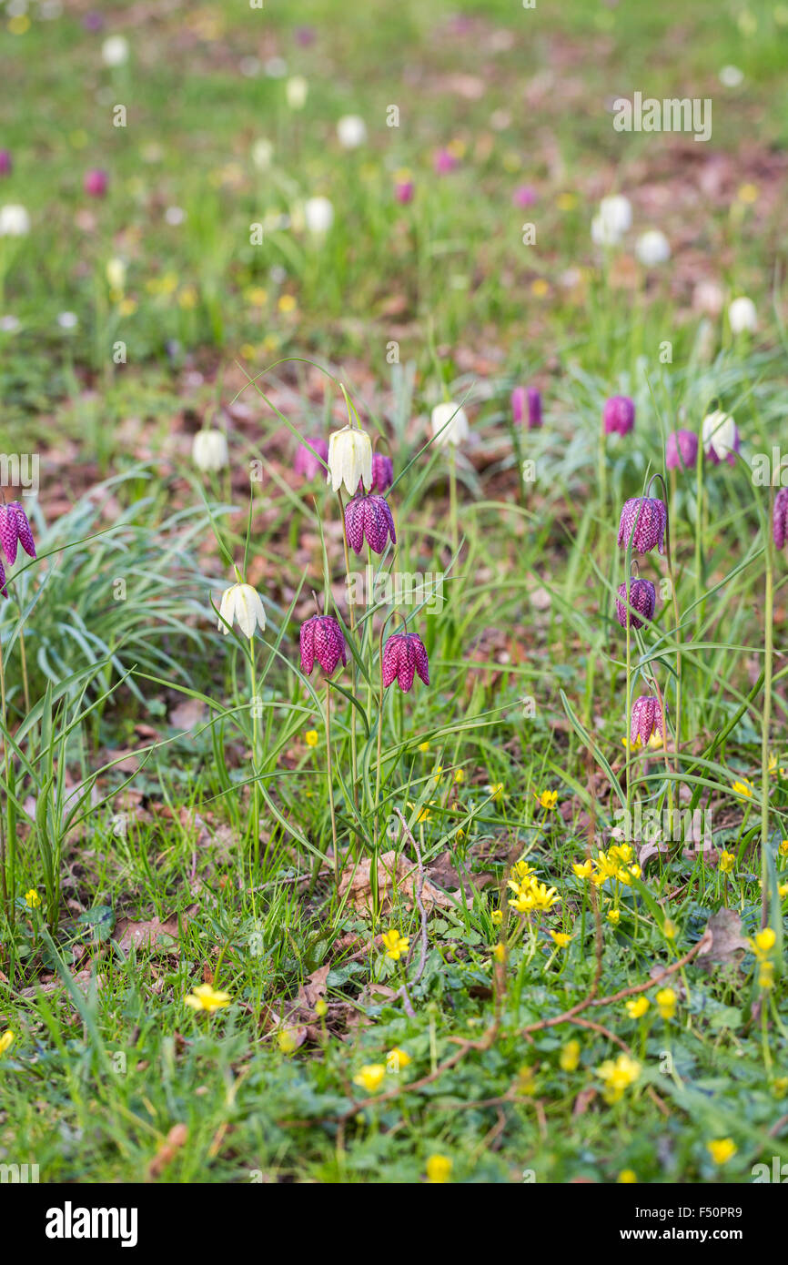 Viola e bianco Fritillaria meleagris, snake giglio di testa o fritillary, crescendo in primavera nel Surrey, Regno Unito Foto Stock