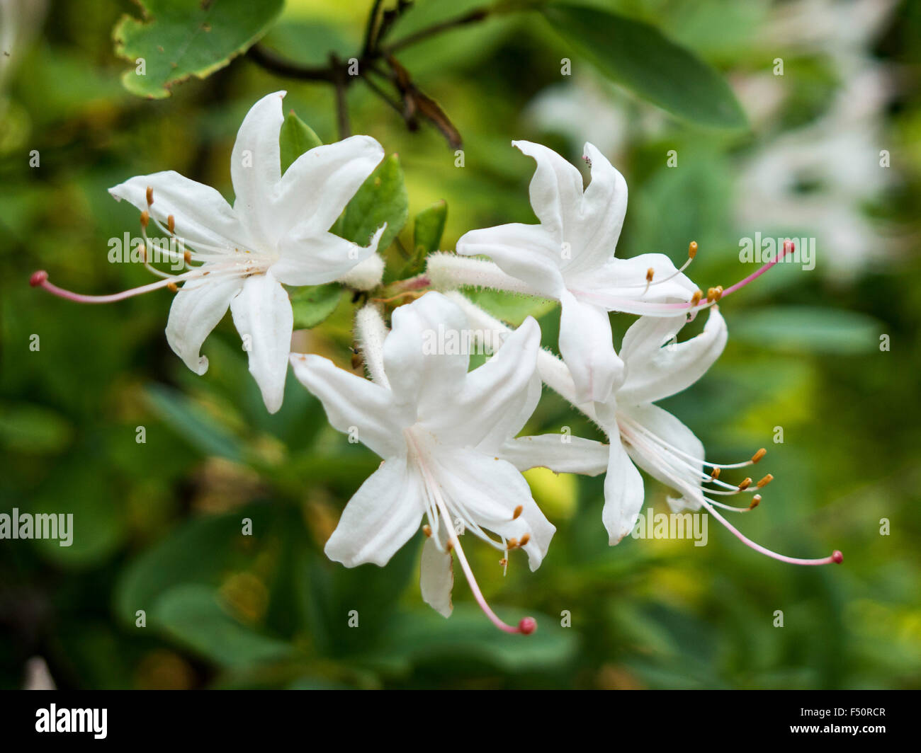 Caprifoglio fiori Foto Stock