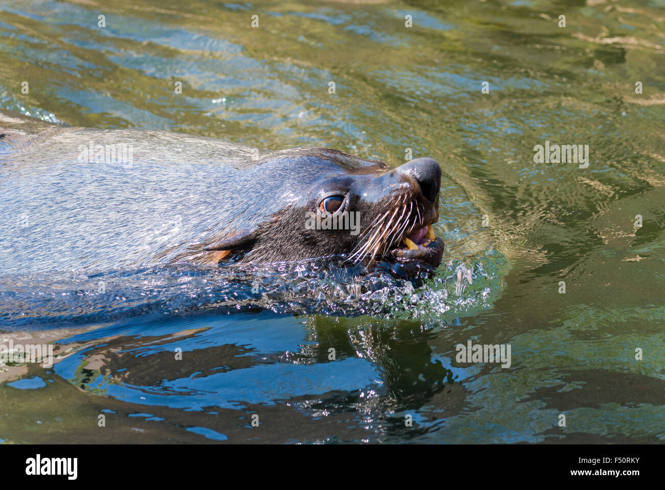 Un sudafricano pelliccia sigillo (Arctocephalus pusillus pusillus), piscina in acqua Foto Stock