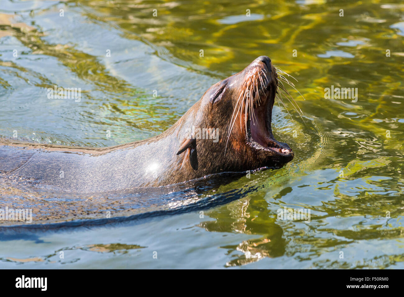 Un sudafricano pelliccia sigillo (Arctocephalus pusillus pusillus), piscina in acqua con la bocca aperta Foto Stock