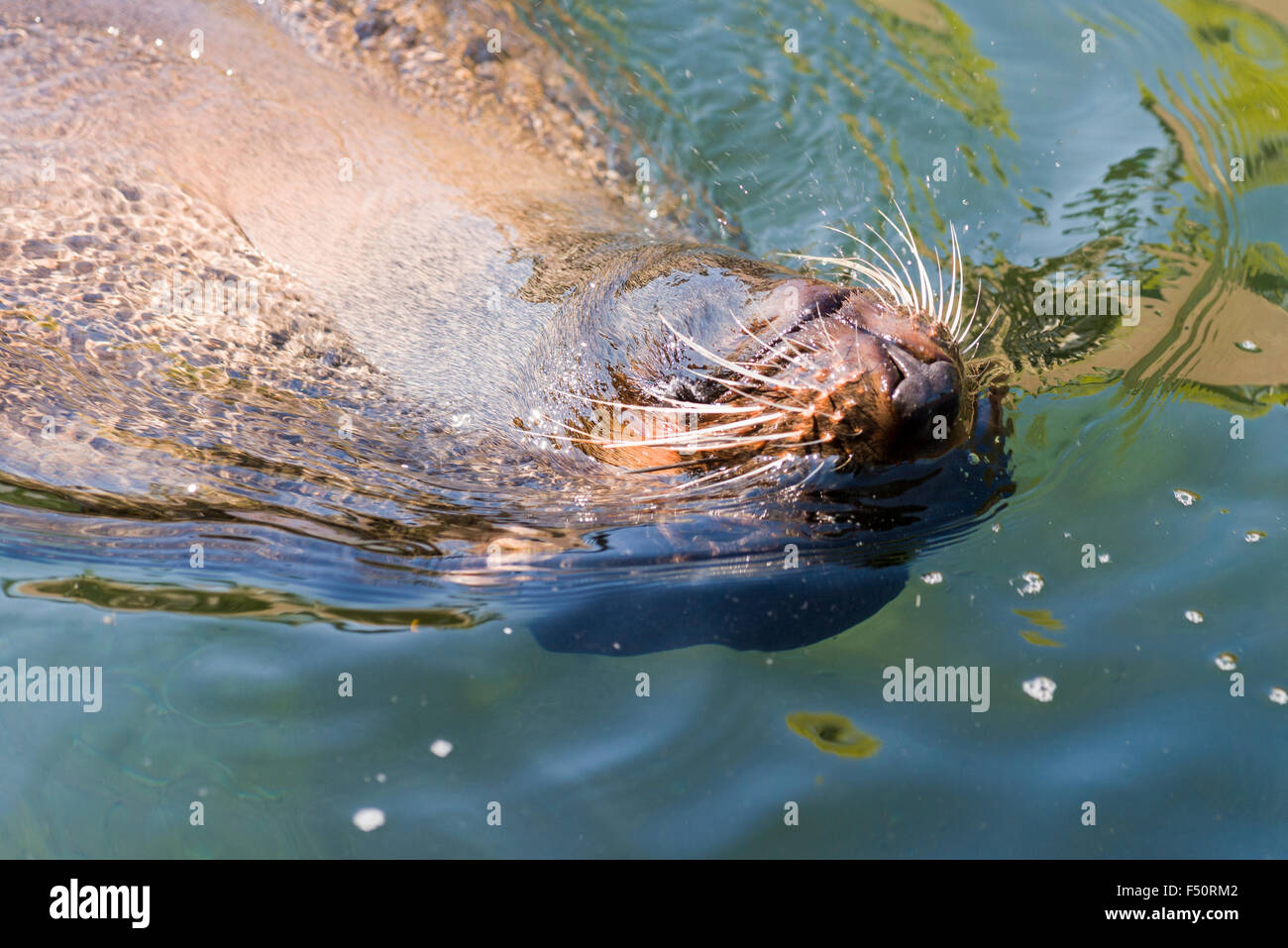 Un sudafricano pelliccia sigillo (Arctocephalus pusillus pusillus), piscina in acqua indietro Foto Stock