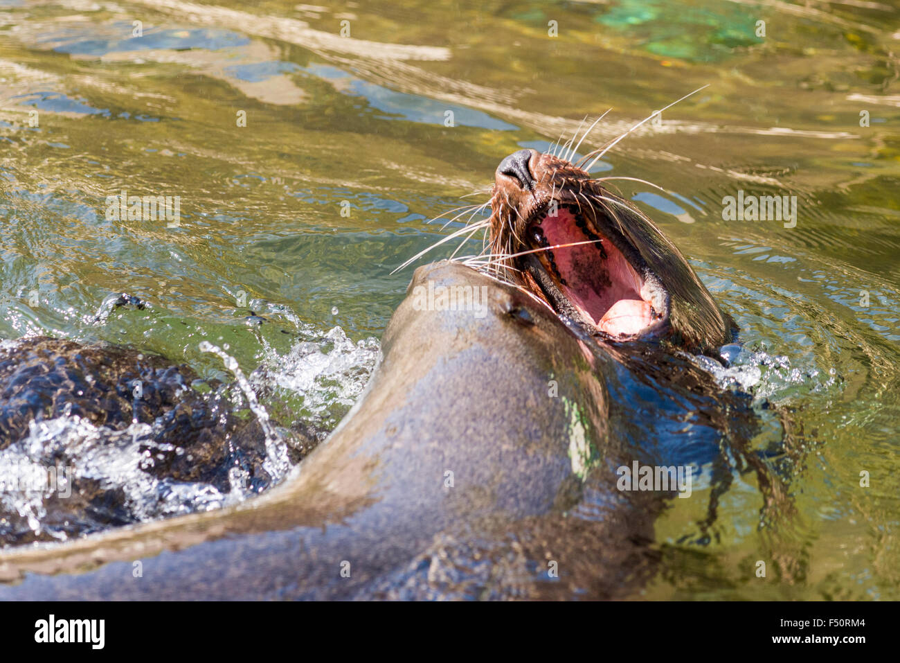 Due South African foche (Arctocephalus pusillus pusillus) combattendo in acqua con la bocca aperta Foto Stock