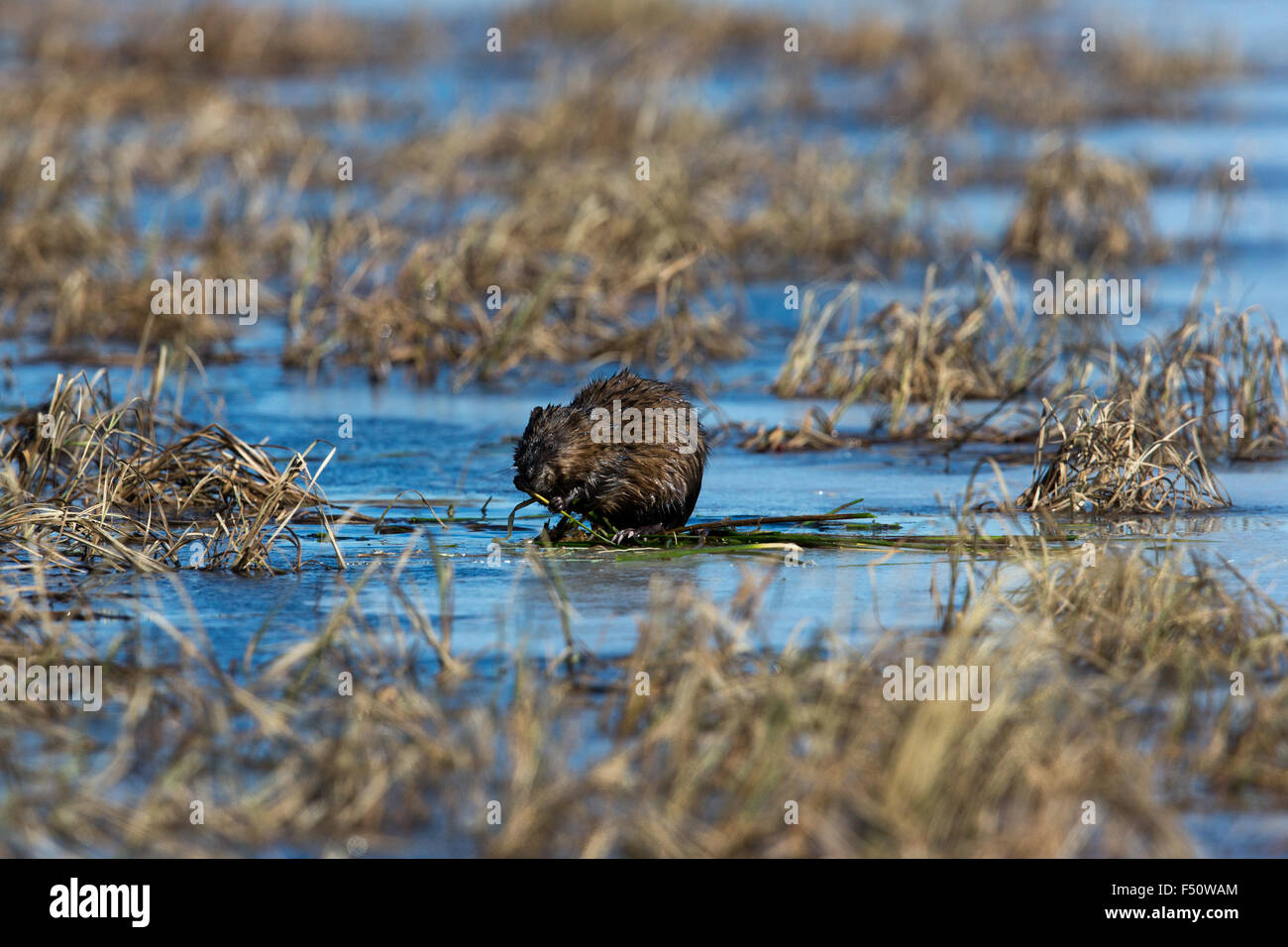 Topo muschiato rovistando su un deserto lago nel Wisconsin Foto Stock