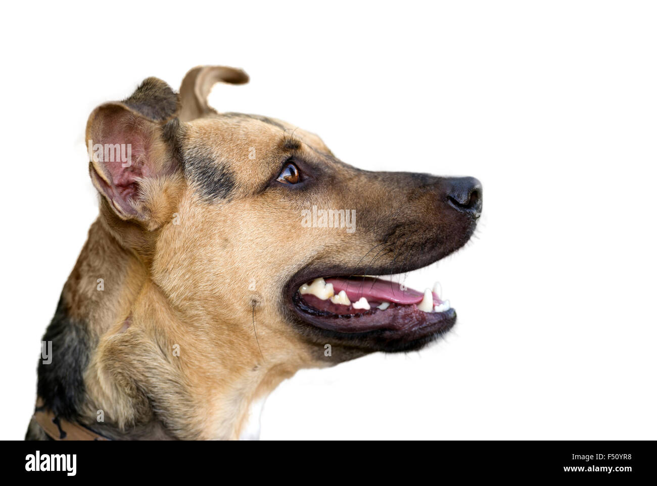 Happy dog isolato su bianco è un simpatico divertente entusiasta pastore tedesco profilo di ricerca molto attento con la bocca aperta. Foto Stock