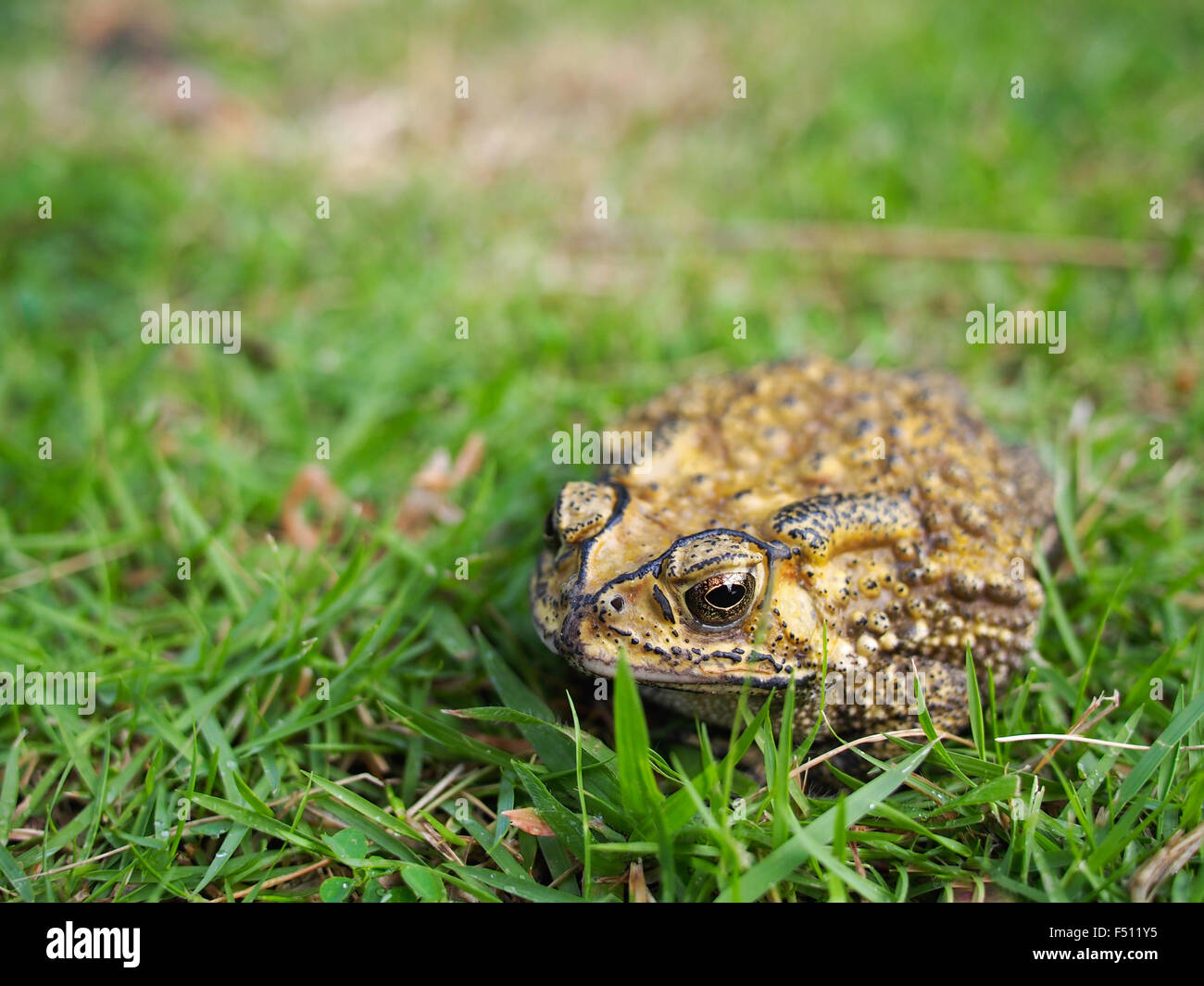 Il rospo verde sul campo in erba Foto Stock