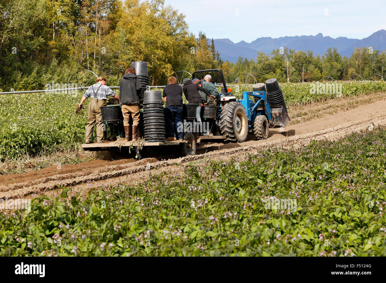Equipaggio di campo raccolta/sollevamento di patate, 4 X 4 trattore Ford. Foto Stock