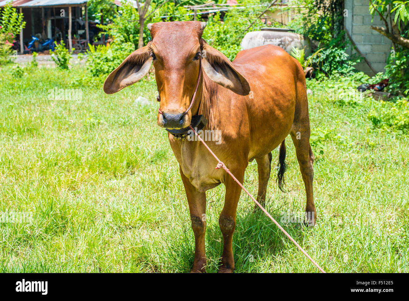 Mucca mangiare erba nelle zone rurali. Foto Stock