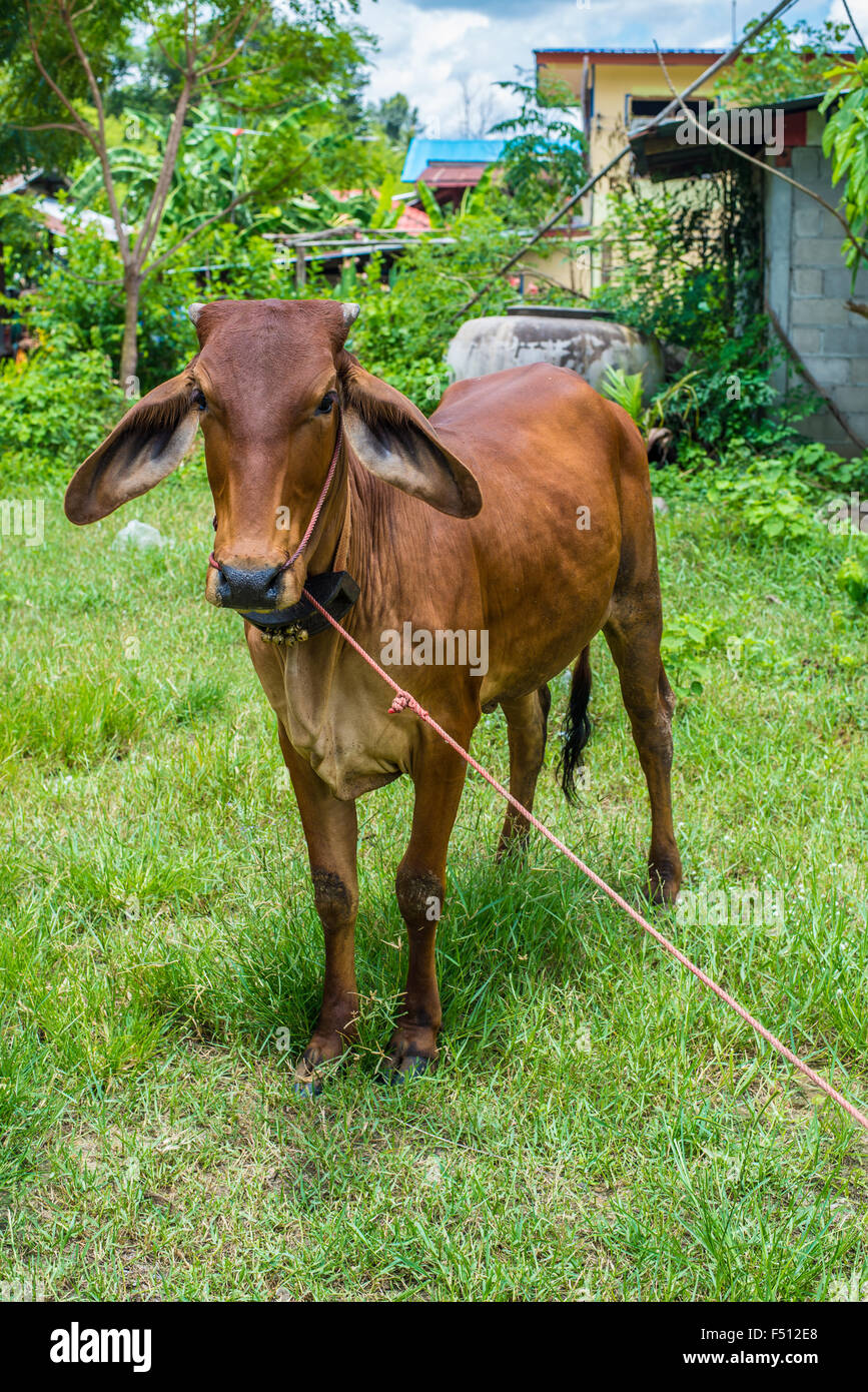 Mucca mangiare erba nelle zone rurali. Foto Stock