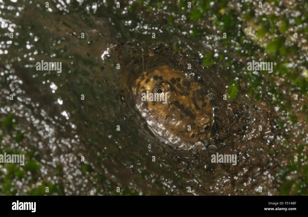 L'immagine di rana ( Ramanella mormorata )è stata presa in Amboli ghat, Maharashtra, India Foto Stock