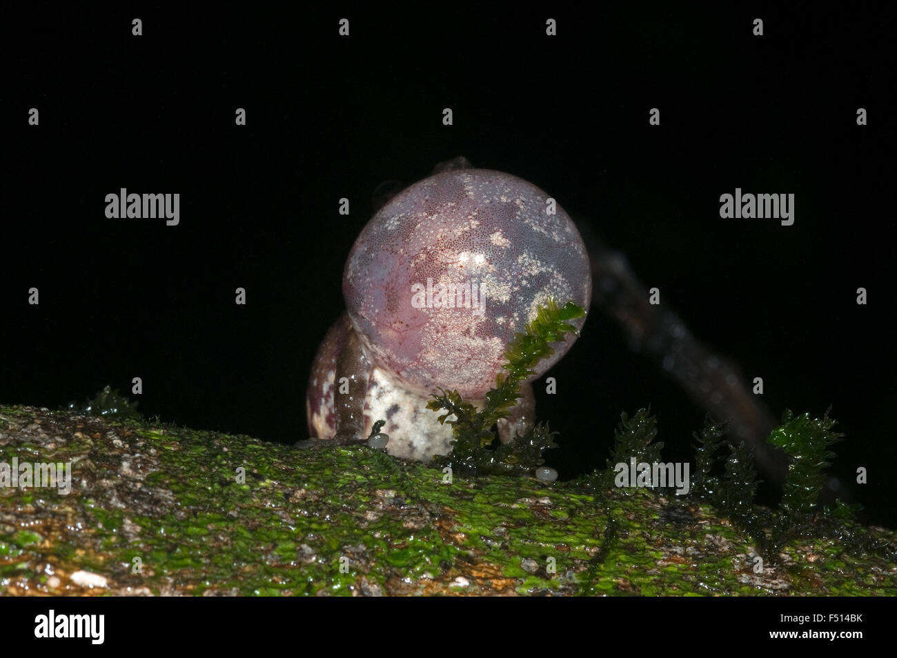 L'immagine di Bush Frog ( Raorchestes bombayensis) è stato preso in Amboli ghta, Maharashtra, India Foto Stock