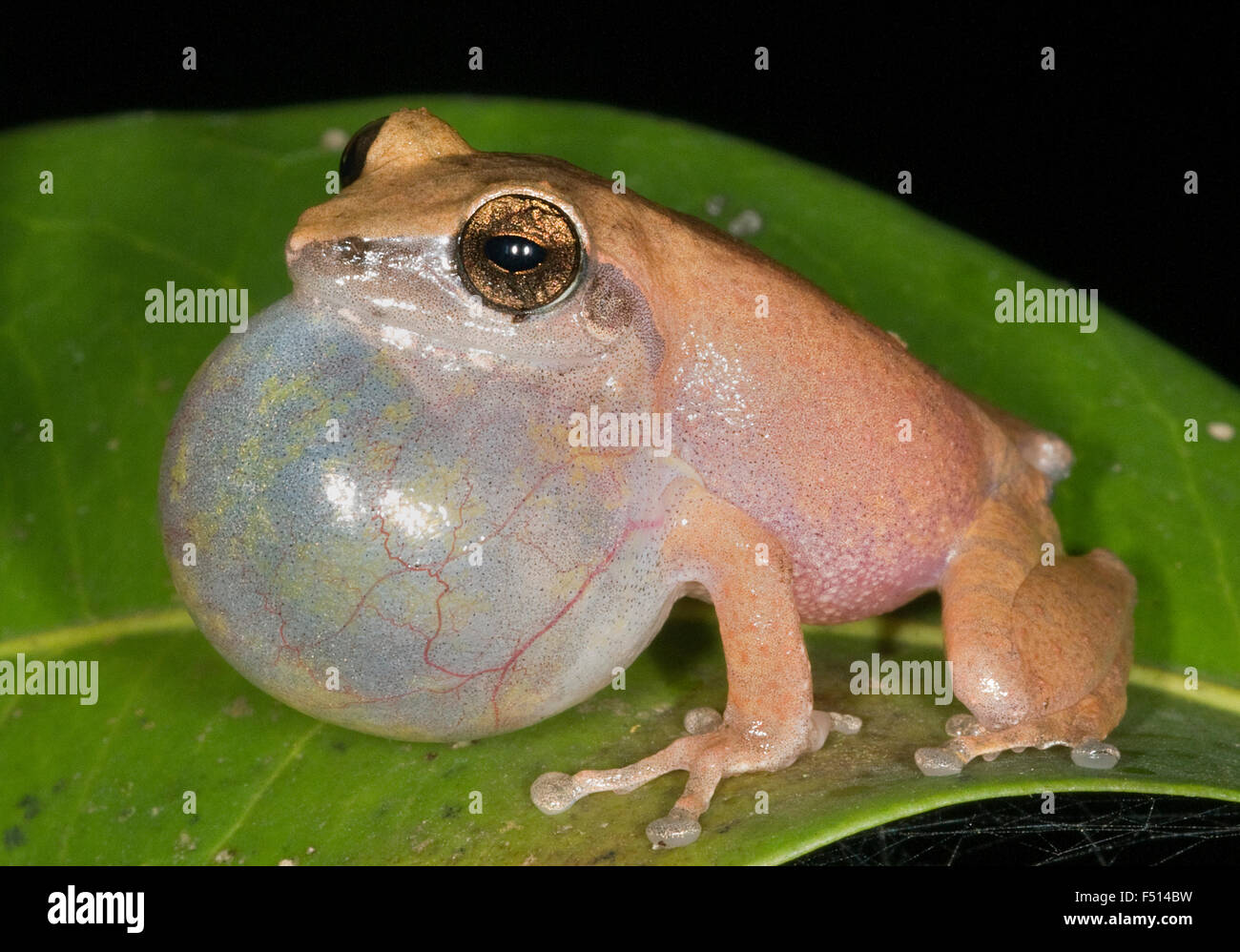 L'immagine di Bush Frog ( Raorchestes bombayensis) è stato preso in Amboli ghta, Maharashtra, India Foto Stock