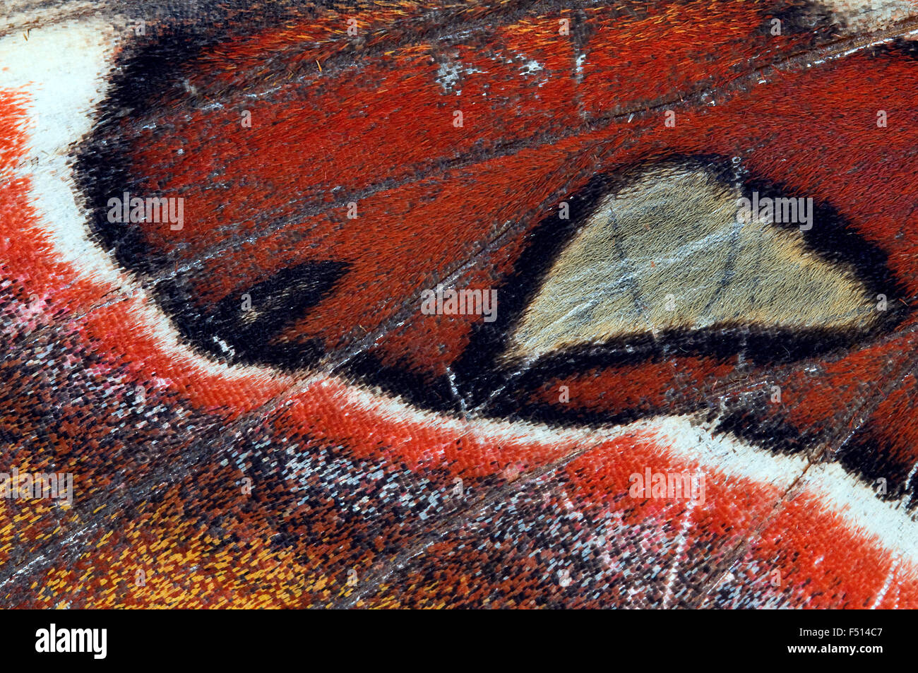 L'immagine del modello di ala di falena Atlas (Attacus atlas ) è stato preso in Goa, India Foto Stock