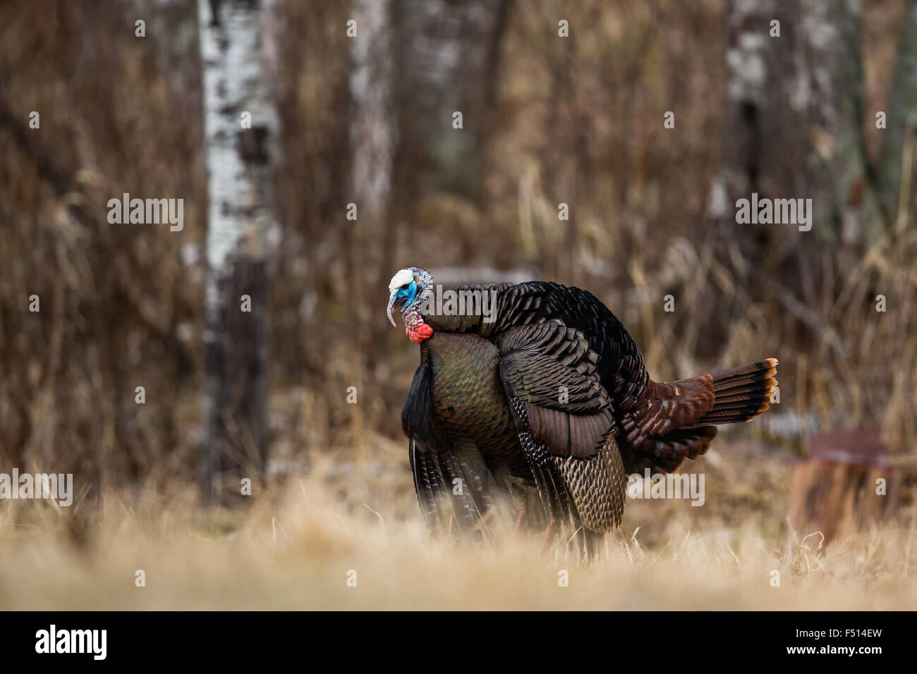 Eastern Wild Turchia Foto Stock