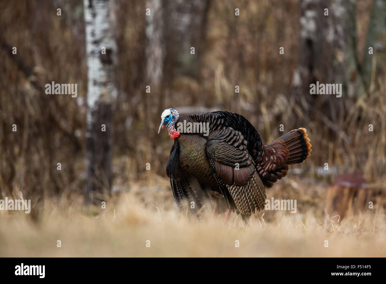Eastern Wild Turchia Foto Stock