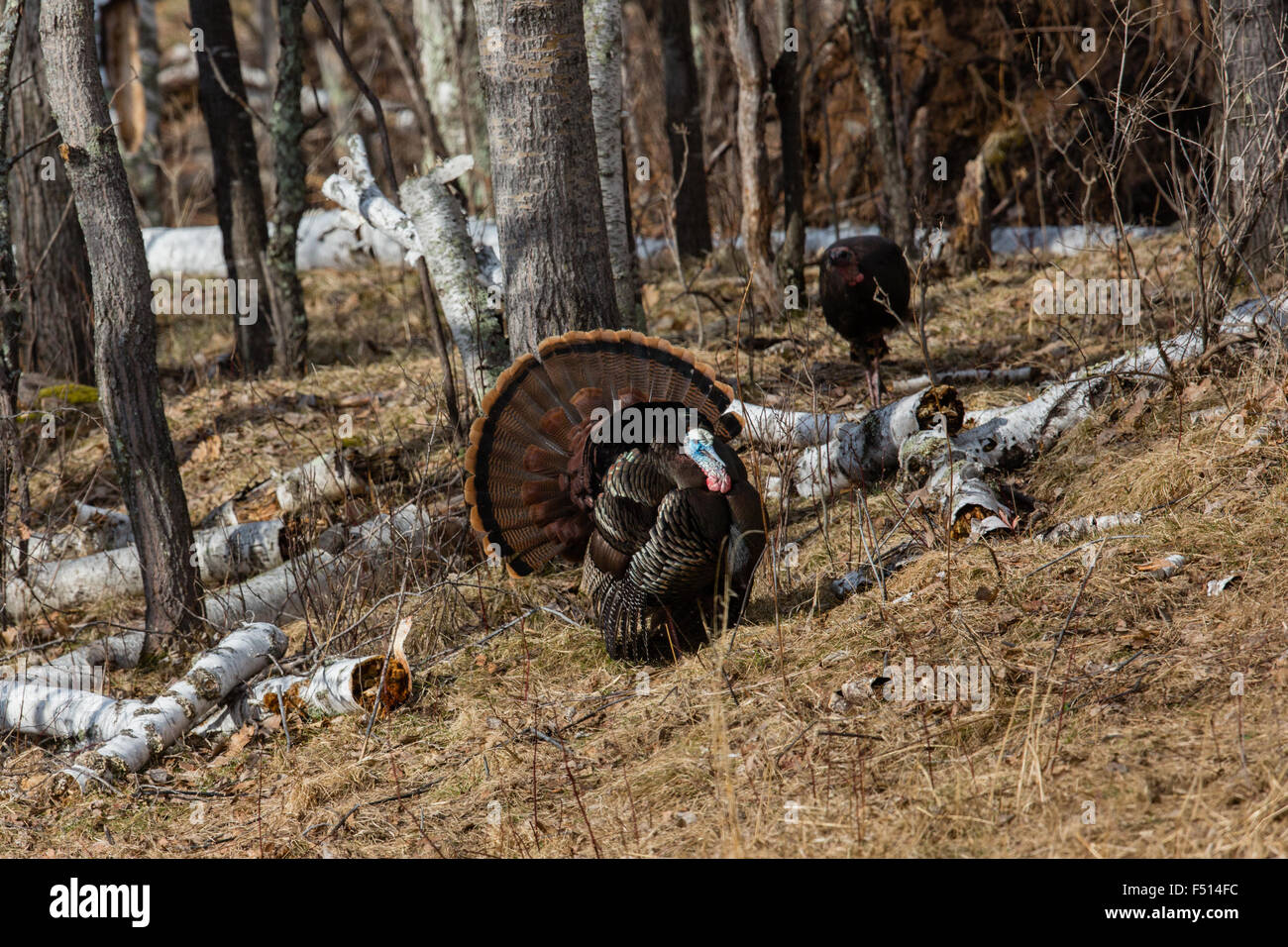 Eastern Wild Turchia Foto Stock