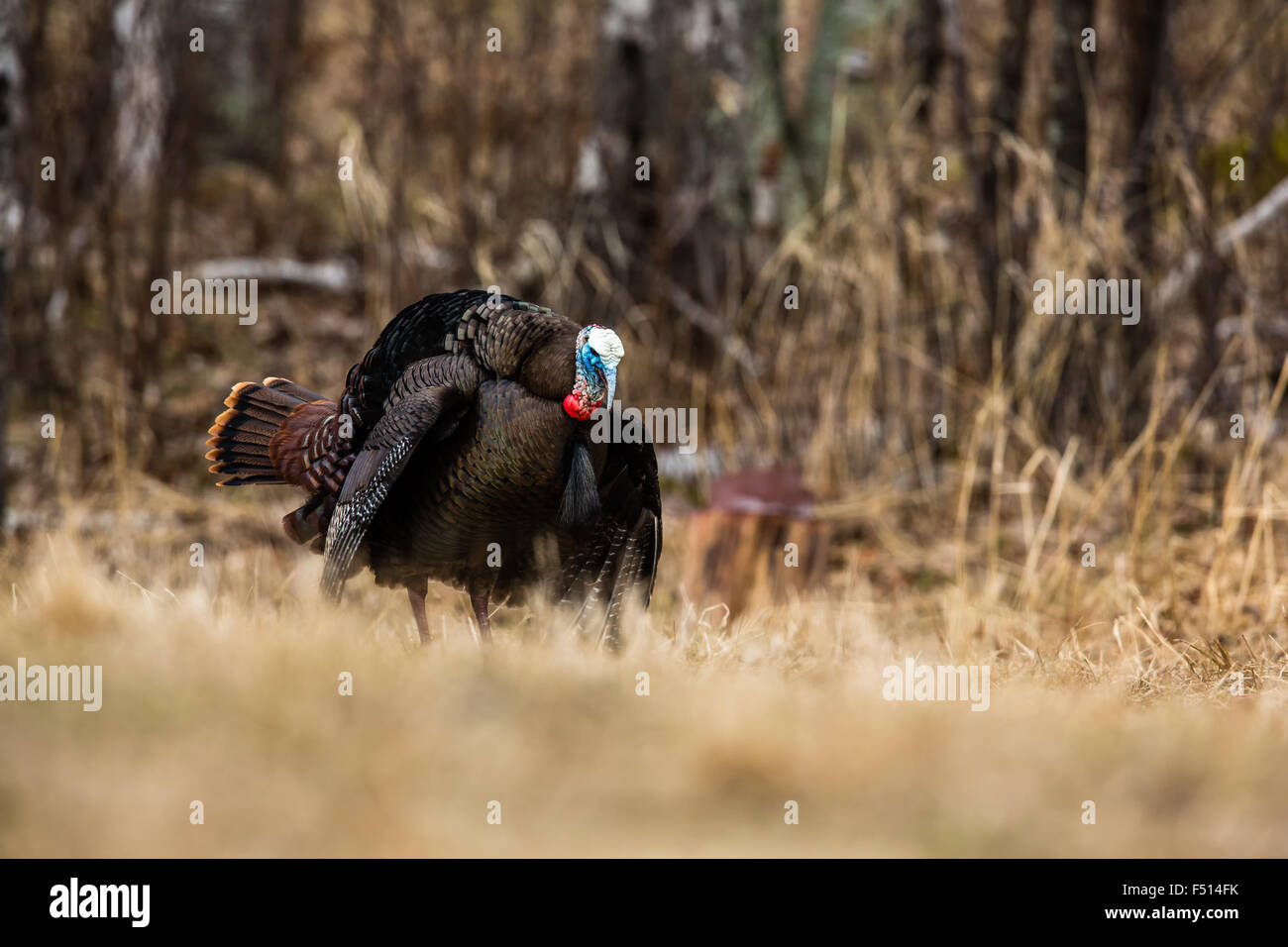 Eastern Wild Turchia Foto Stock
