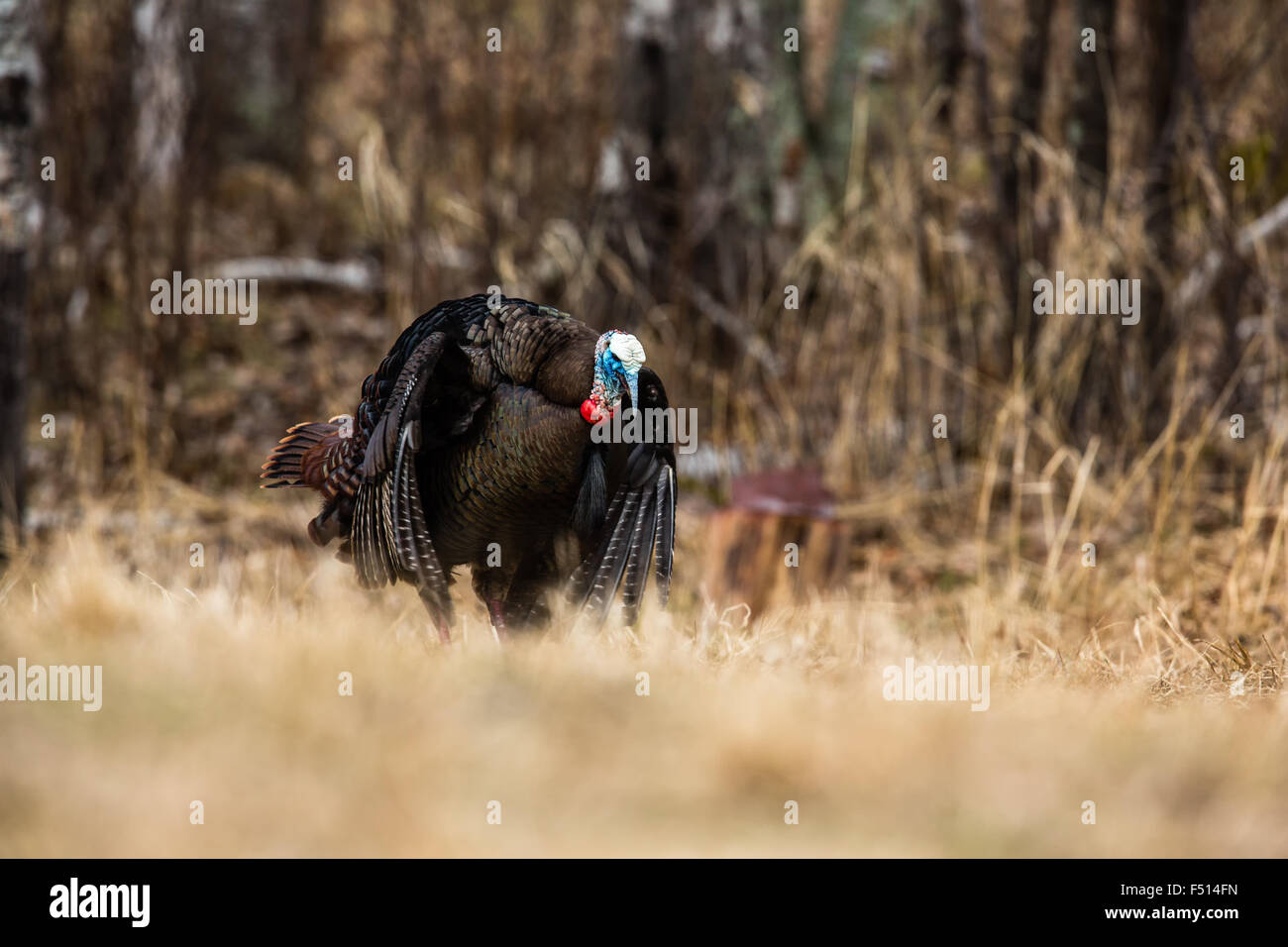 Eastern Wild Turchia Foto Stock