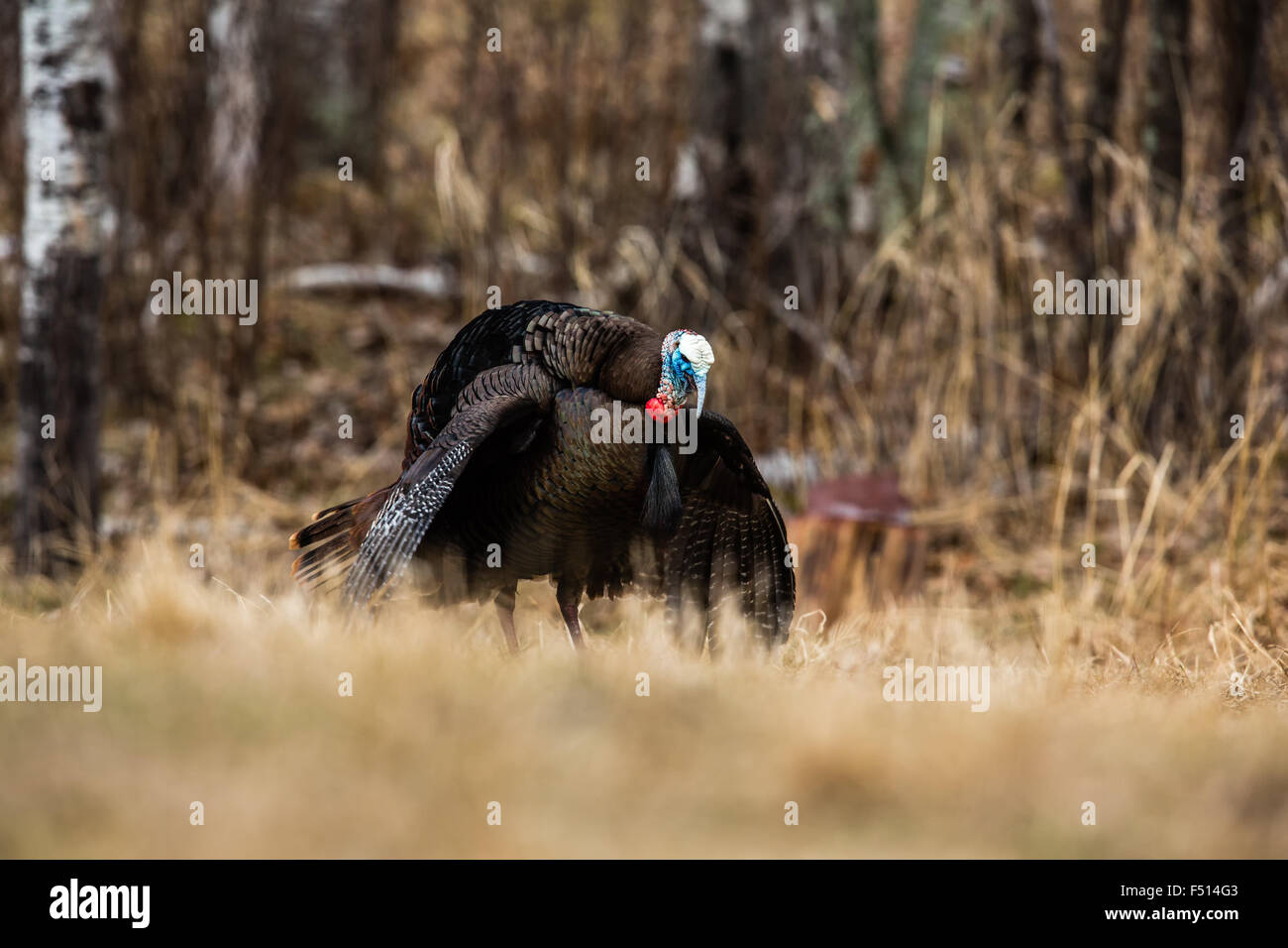 Eastern Wild Turchia Foto Stock