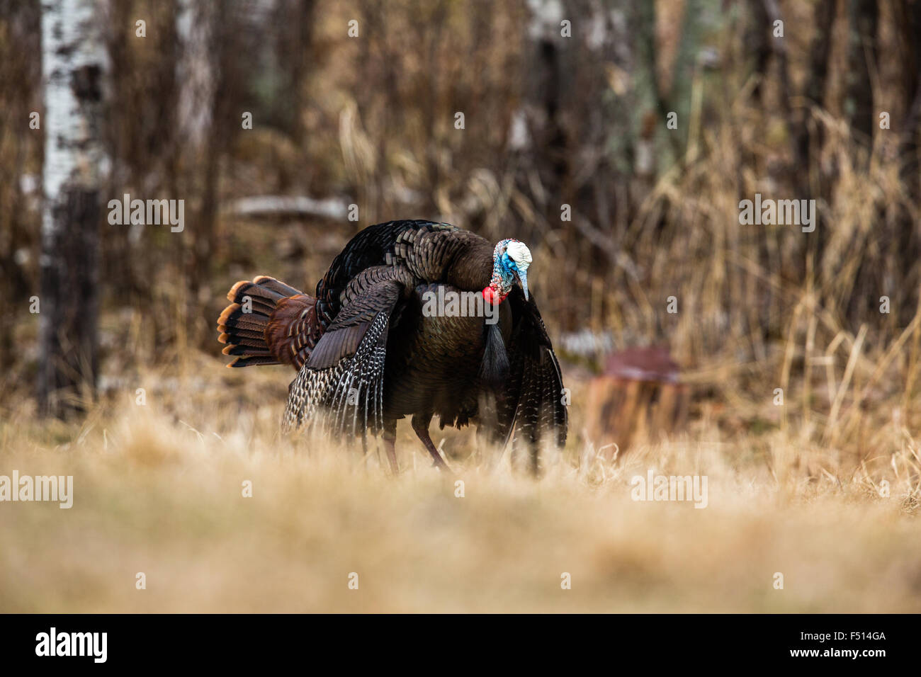 Eastern Wild Turchia Foto Stock