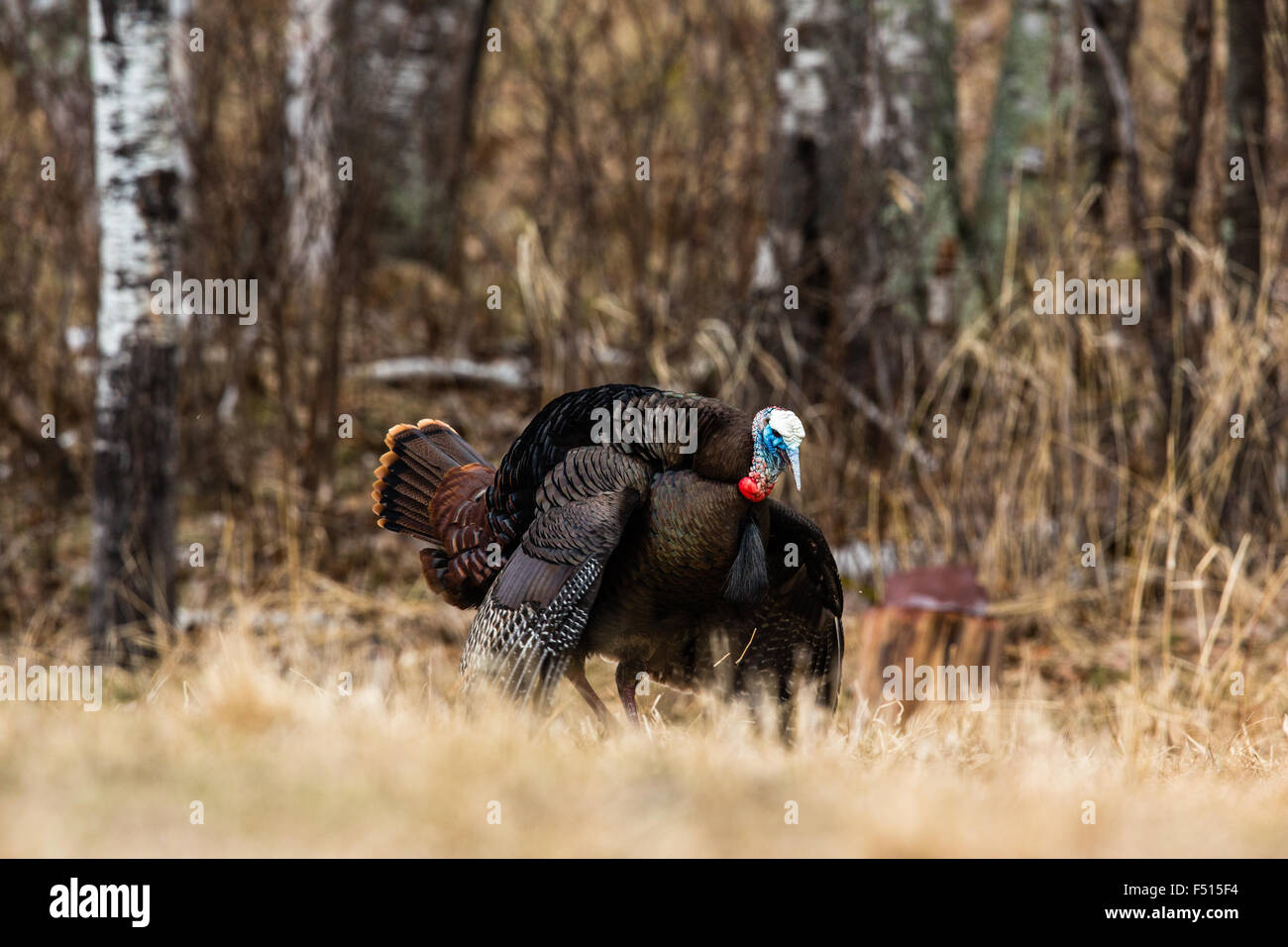 Eastern Wild Turchia Foto Stock