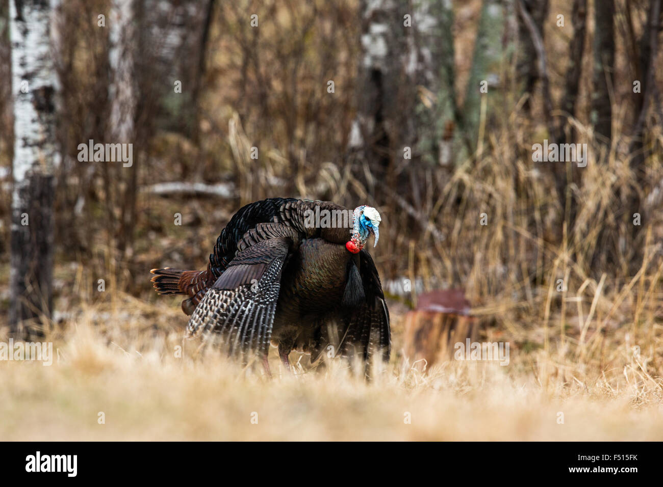 Eastern Wild Turchia Foto Stock