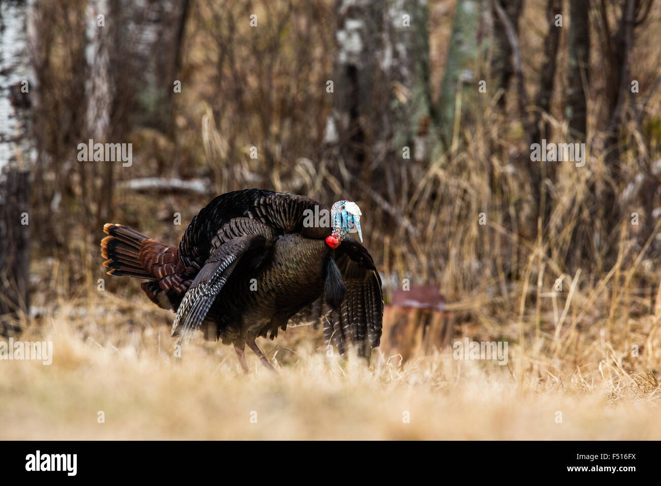 Eastern Wild Turchia Foto Stock