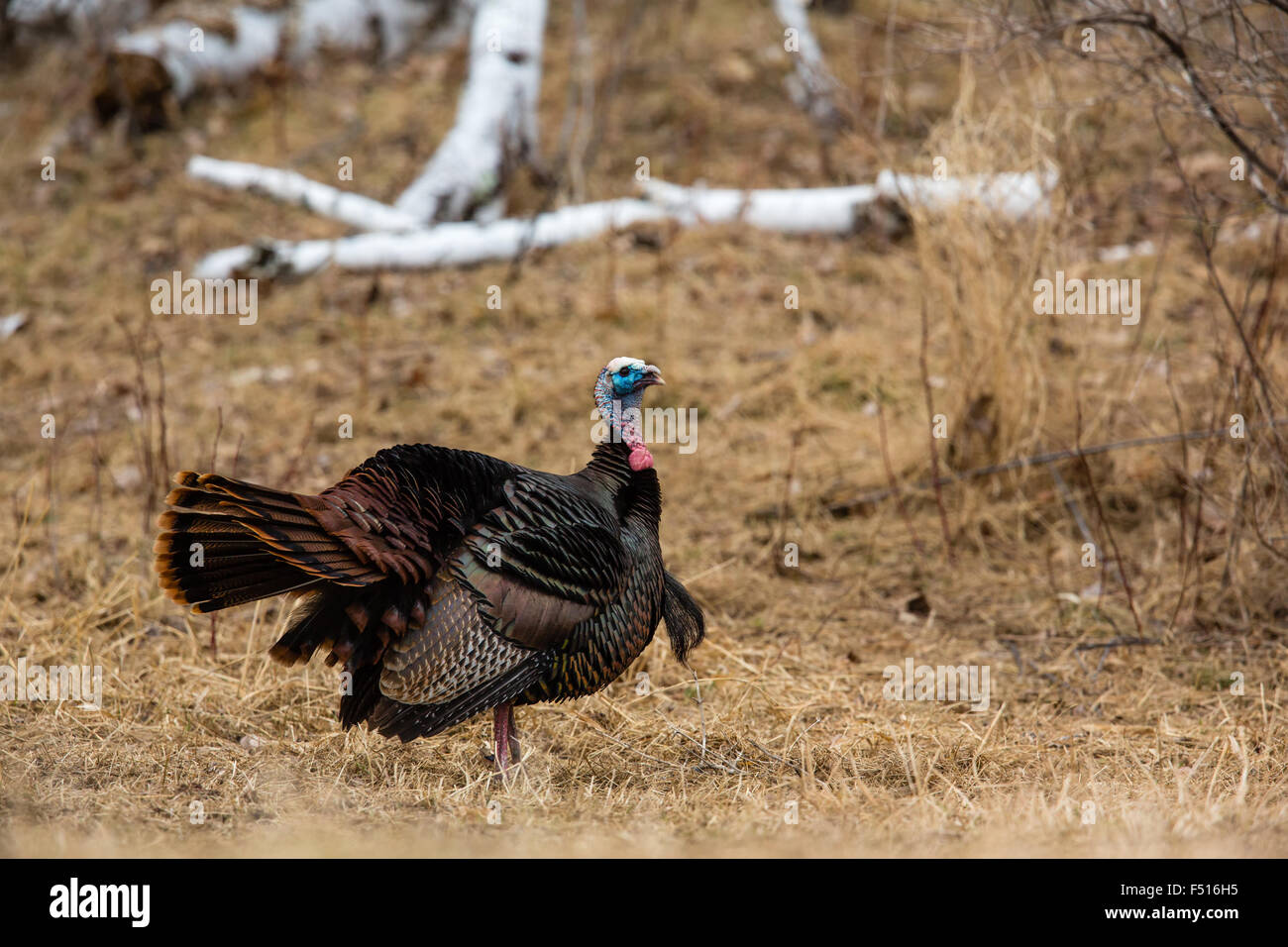 Eastern Wild Turchia Foto Stock