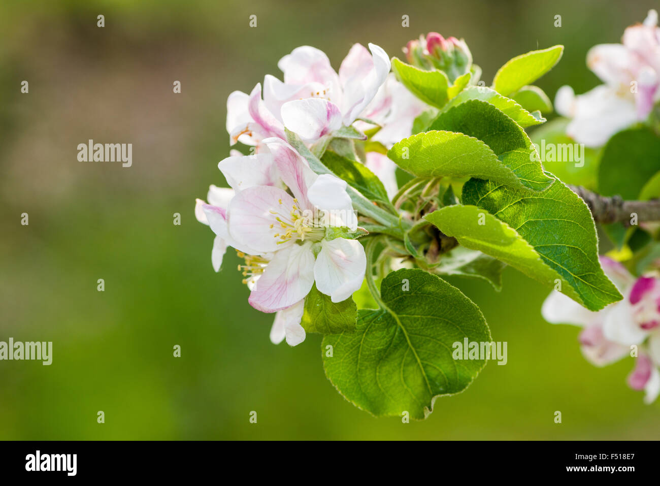 Blossoms delle varietà di mele mody sono blooming Foto Stock