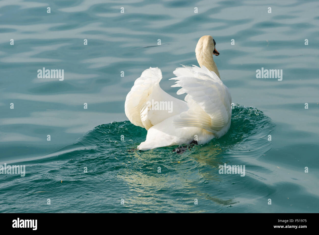 Un bianco cigno (Cygnus olor) è la crociera sulle acque del lago di garda Foto Stock