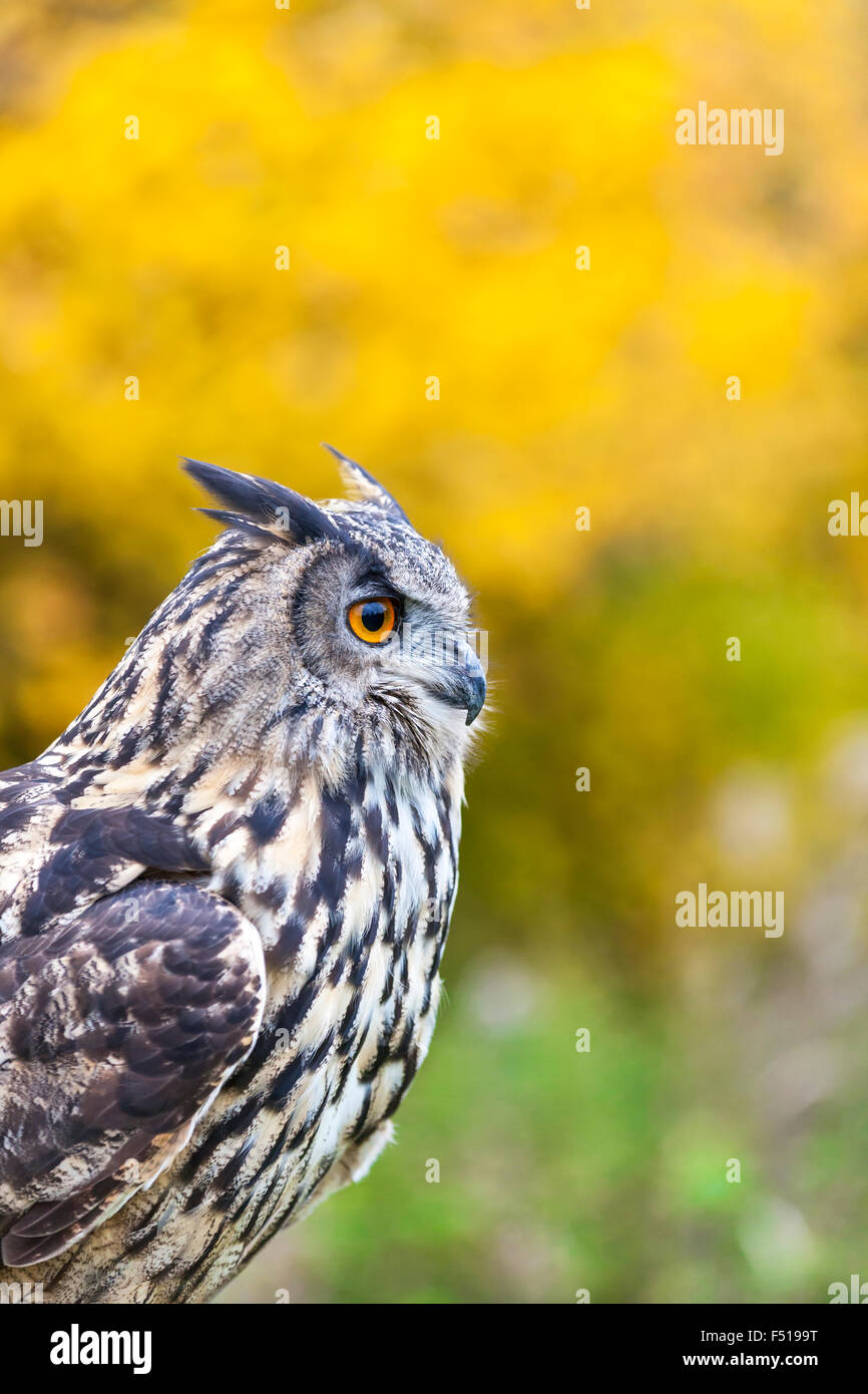 Unione o il gufo reale, Bubo bubo, con grandi occhi Arancio tra caduta o alberi autunnali Foto Stock
