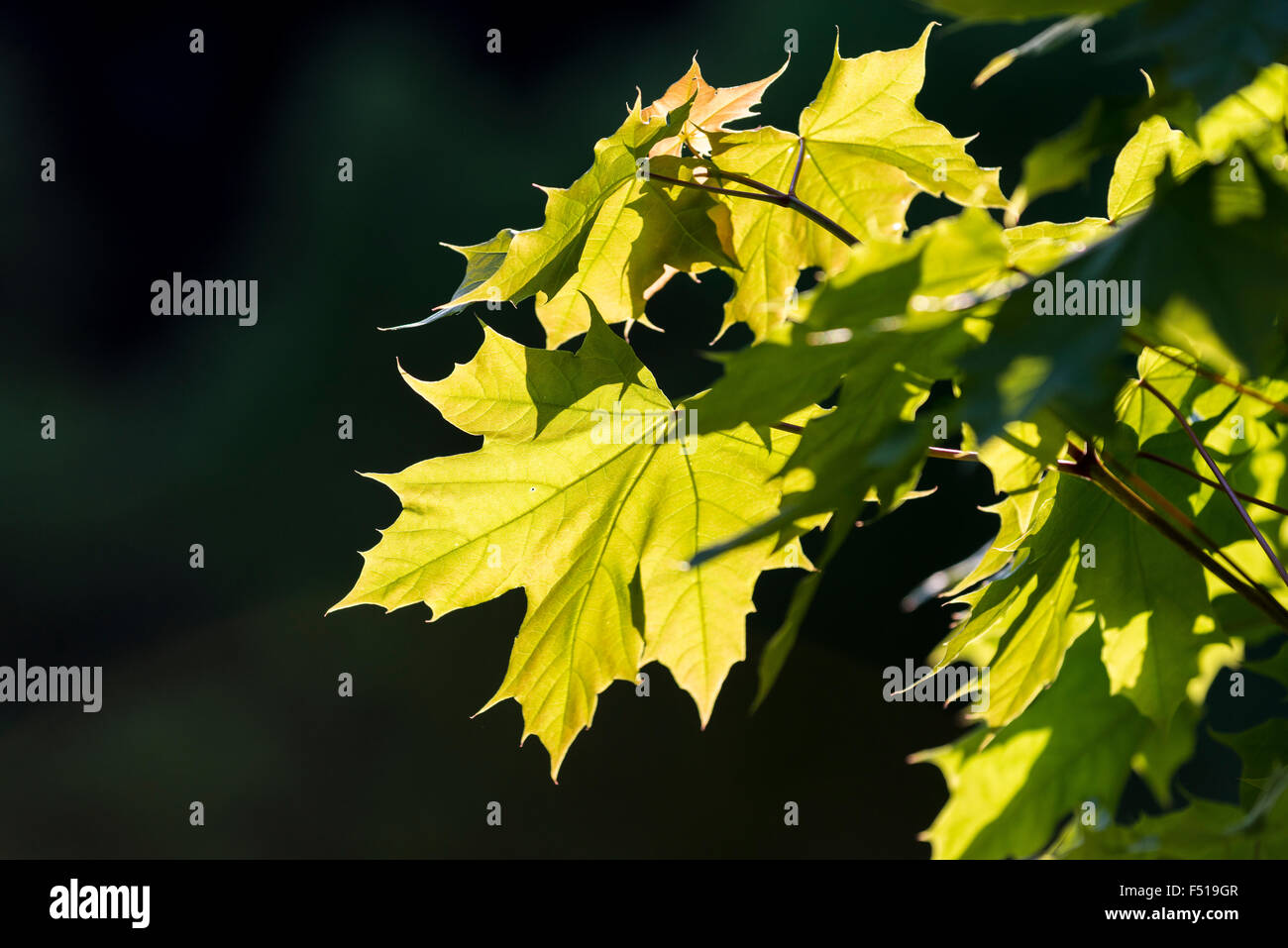Il soleggiato delle foglie di acero in Norvegia (Acer platanoides) Foto Stock