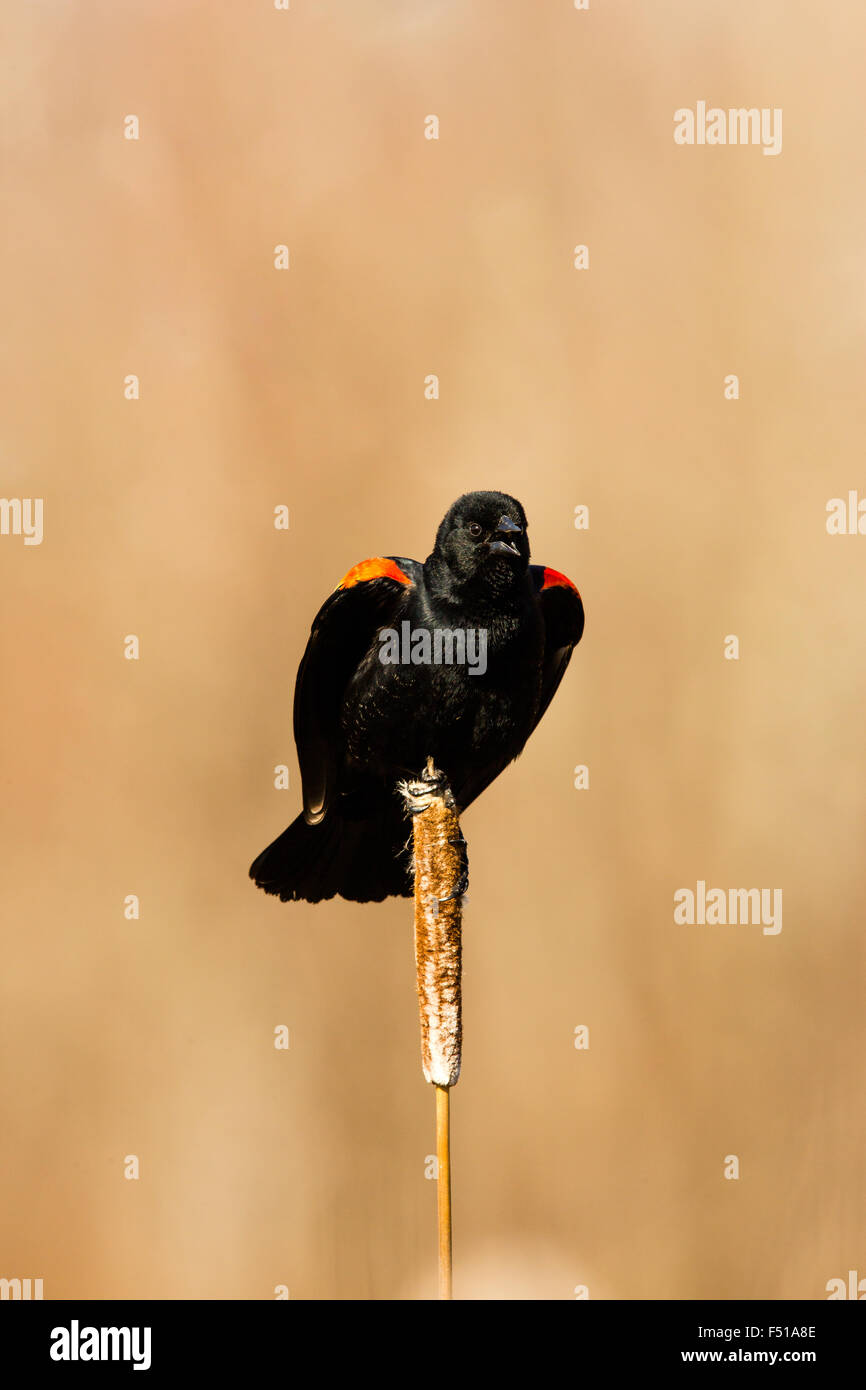 Rosso-winged Blackbird Foto Stock