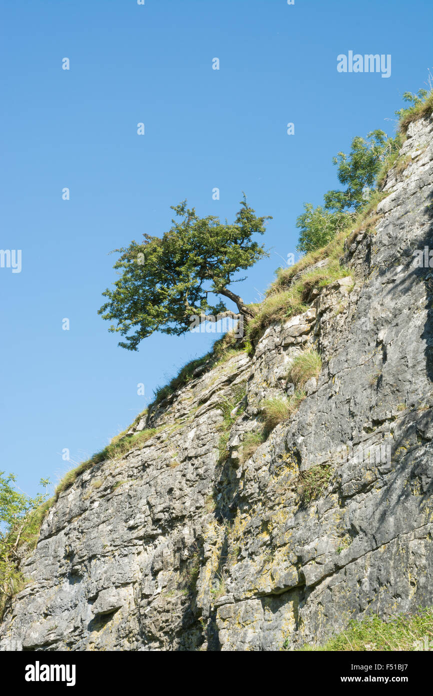 Albero su una scogliera Foto Stock