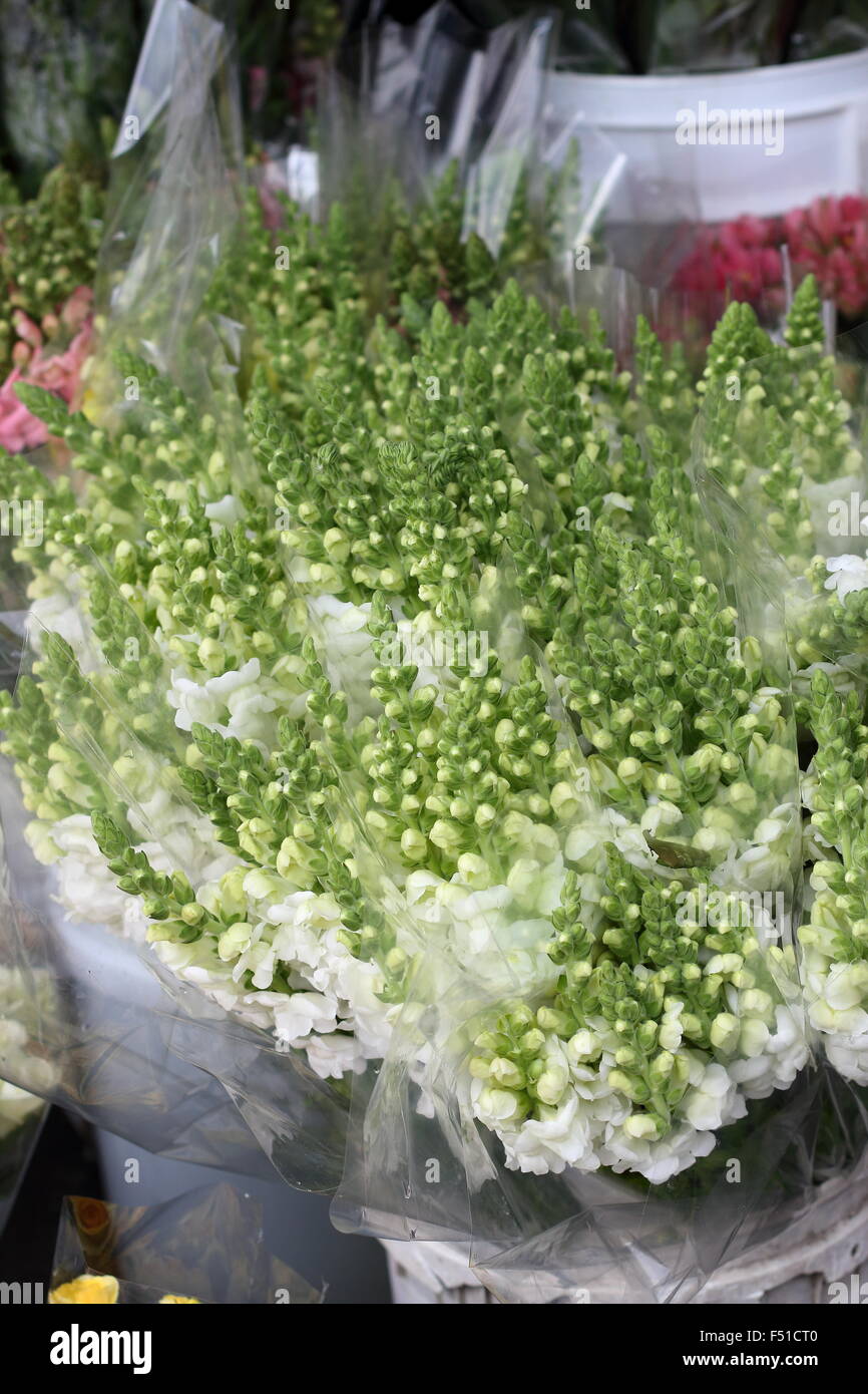 Bocca di Leone Calima bianco puro e fiori Foto Stock
