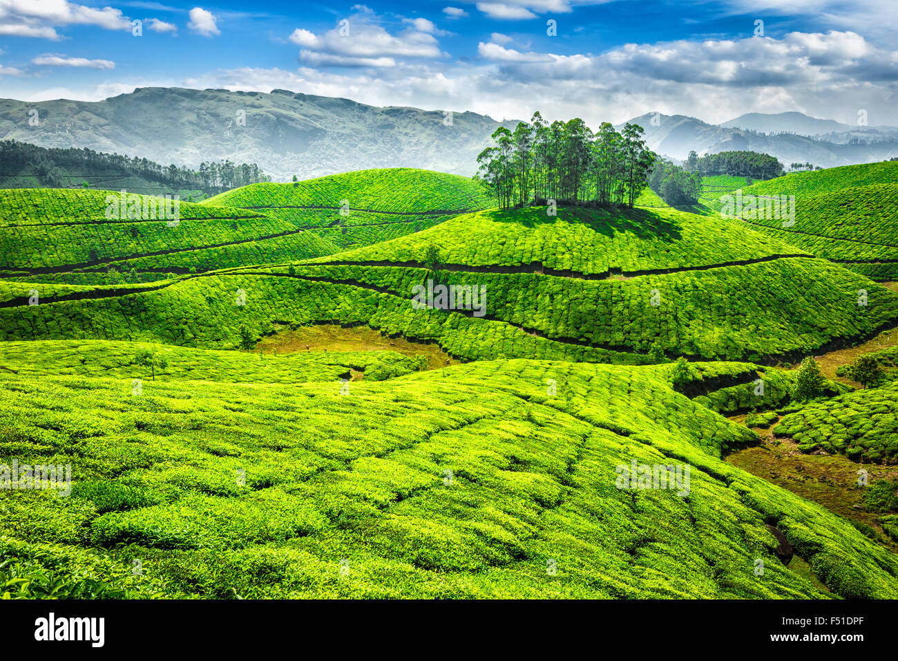 Il tè verde di piantagioni in India Foto Stock