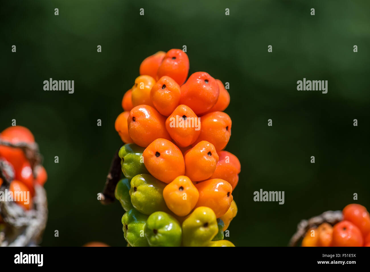 Arum (Arum maculatum) Frutti maturi Stand rosso verde giallo a sfera supporto permanente di bacche veleno giardinaggio giardino delle piante medicinali asta Foto Stock