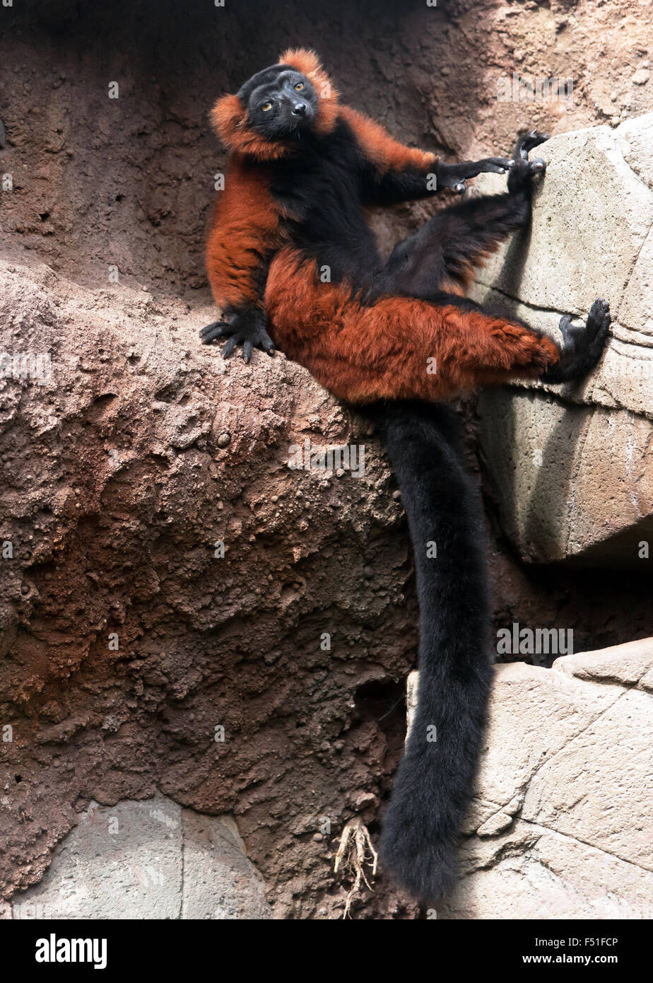 Un rosso lemure ruffed (Varecia rubra), ponendo nel proprio recinto a specie rare Conservation Centre, sandwich. Foto Stock