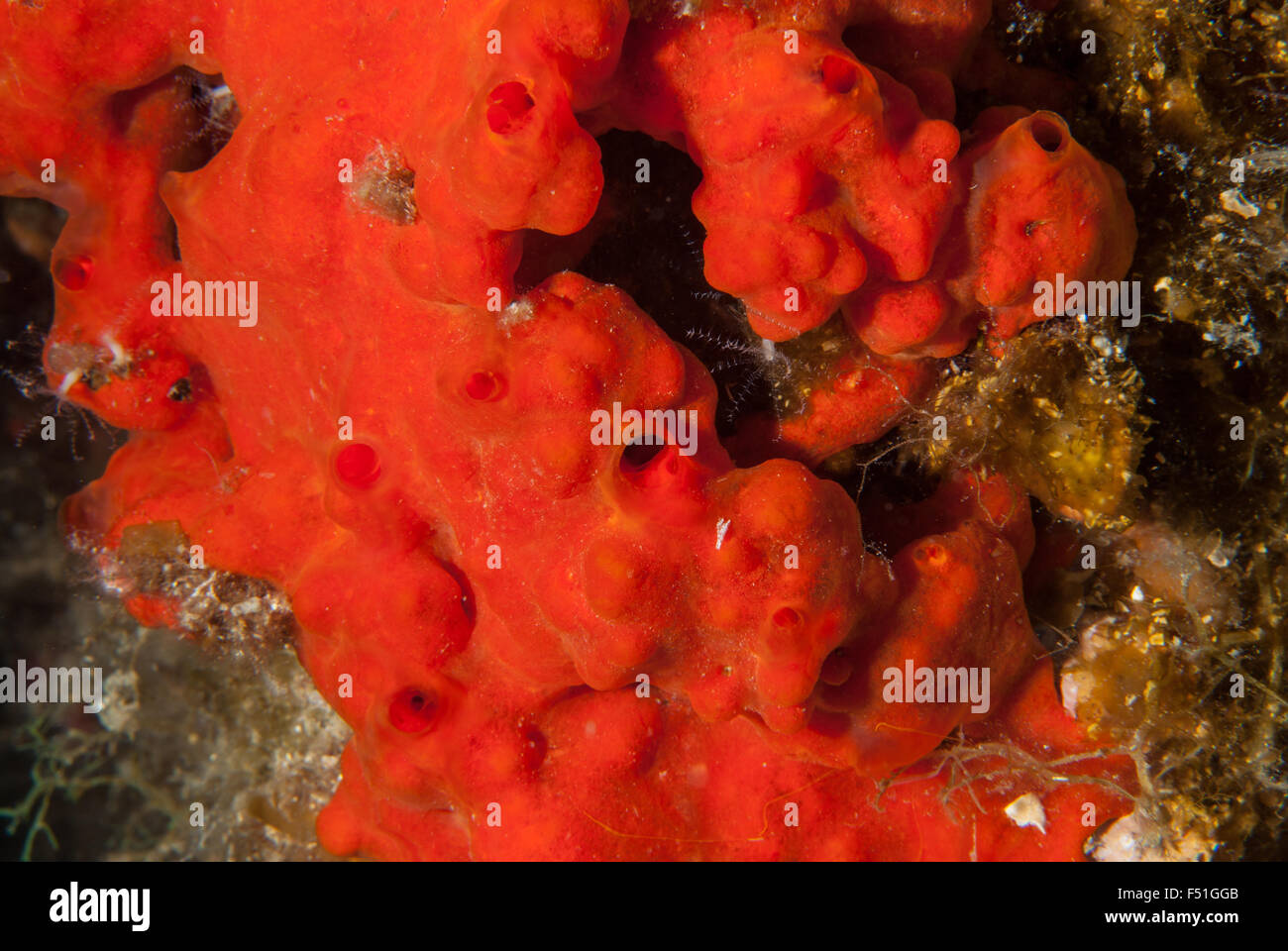 Spugna di sangue, (Hymeniacidon perlevis), Tor Paterno area marina protetta, Roma, Lazio, l'Italia, Mare Mediterraneo Foto Stock