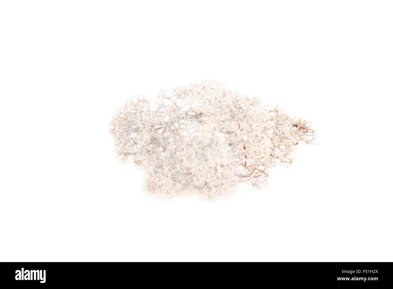 Un pezzo di lichen, isolato su sfondo bianco Foto Stock