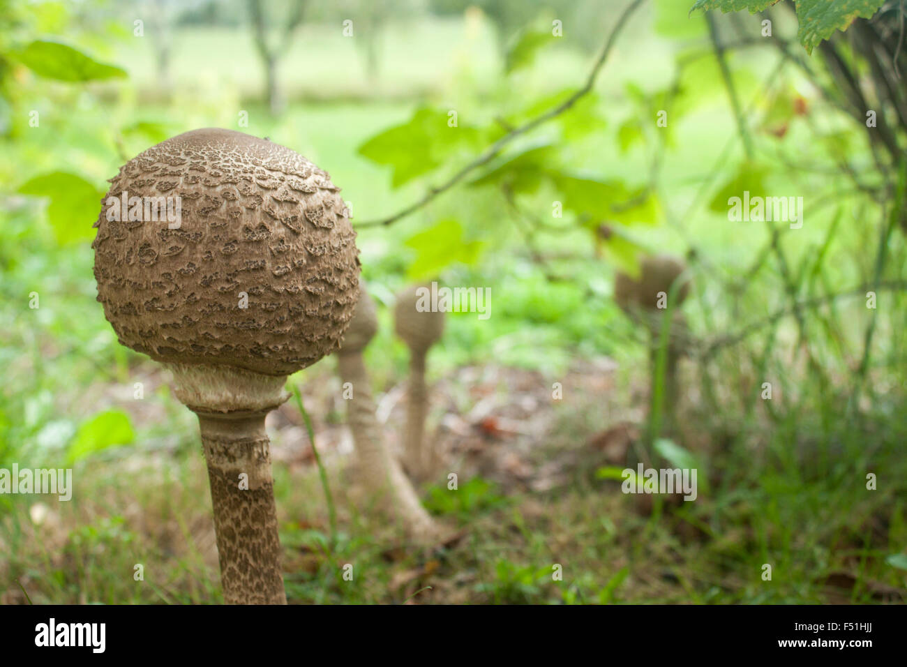 Giovani parasol fungo in un campo di erba. Foto Stock