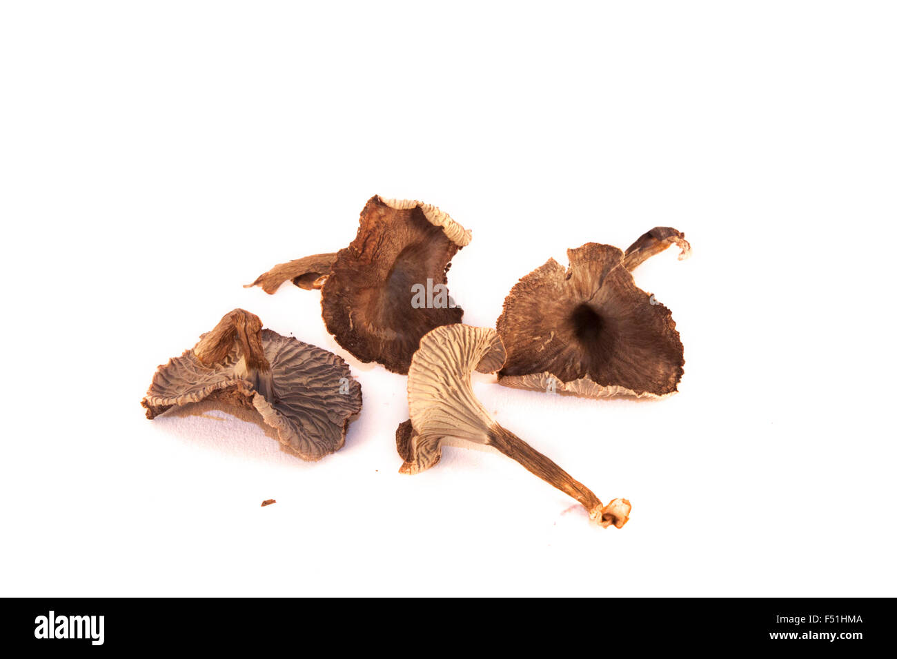 Isolato imbuto secco chanterelle / yellowfoot, su sfondo bianco Foto Stock