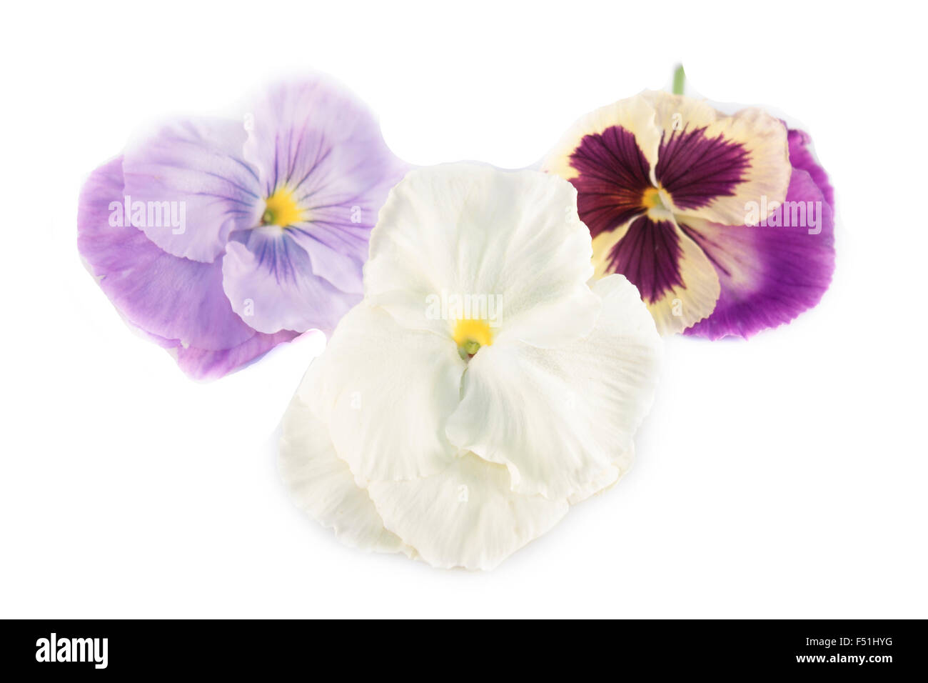 Albero di diversi tipi di Viola odorata fiori Foto Stock