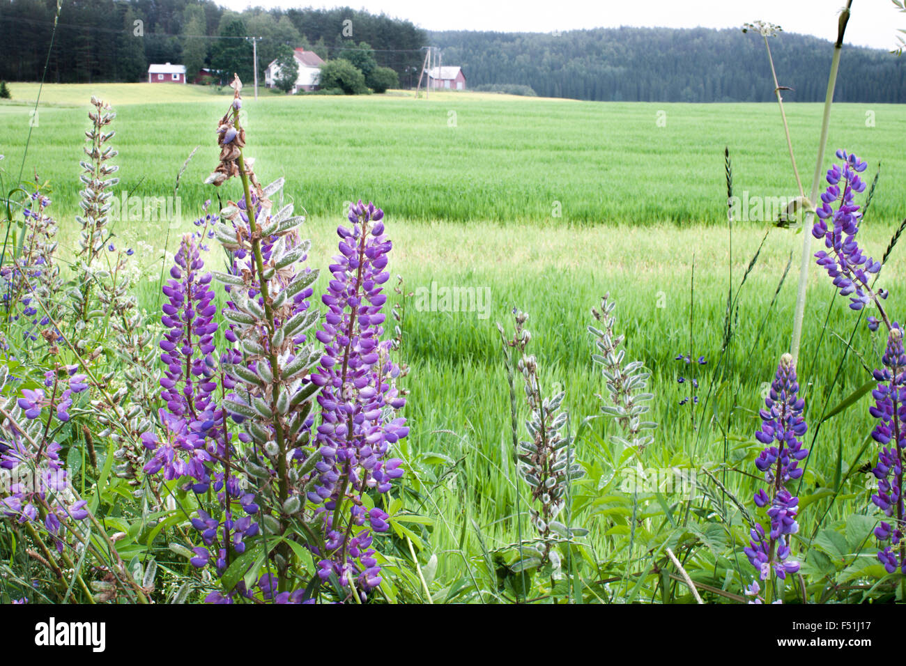 Lupinus polyphyllus Fiori di lupino, in corrispondenza di un campo Foto Stock